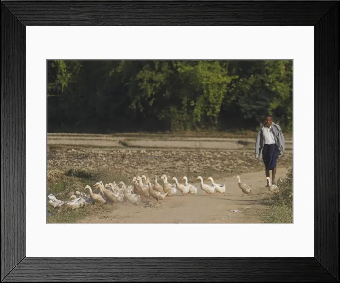 Framed Print : Duck farmer crossing road with ducks near Wan Sai Village (Aku tribe), Kengtung Framed Print : Duck farmer crossing road with ducks near Wan Sai Village (Aku tribe), Kengtung