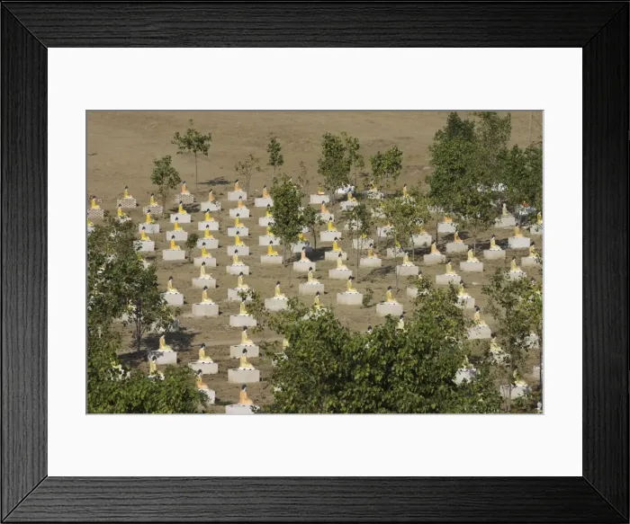Framed Print : Buddha statues in grove of bo trees, recalling the enlightenment of the Buddha beneath a bo tree Framed Print : Buddha statues in grove of bo trees, recalling the enlightenment of the Buddha beneath a bo tree