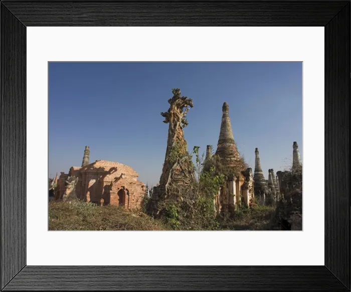 Framed Print : Tree roots causing damage to the ancient stupas, Kakku Buddhist Ruins, a site of over two thousand brick and laterite stupas, some dating back to the 12th century, Shan State, Myanmar Framed Print : Tree roots causing damage to the ancient stupas, Kakku Buddhist Ruins, a site of over two thousand brick and laterite stupas, some dating back to the 12th century, Shan State, Myanmar