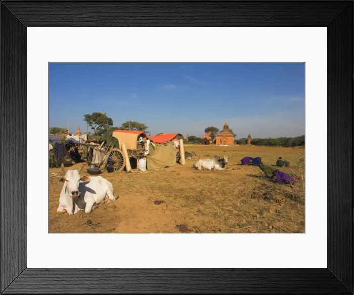 Framed Print : Pilgrims from the country camp with their bullock carts in the grounds around the temple Framed Print : Pilgrims from the country camp with their bullock carts in the grounds around the temple