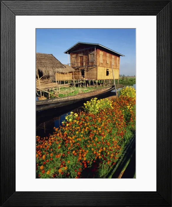 Framed Print : House on stilts, with marigolds, Inle Lake, Myanmar (Burma), Asia Framed Print : House on stilts, with marigolds, Inle Lake, Myanmar (Burma), Asia