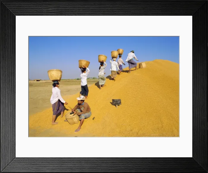 Framed Print : Girls depositing rice tax, Government rice depot near Thaton, Myanmar, Asia Framed Print : Girls depositing rice tax, Government rice depot near Thaton, Myanmar, Asia