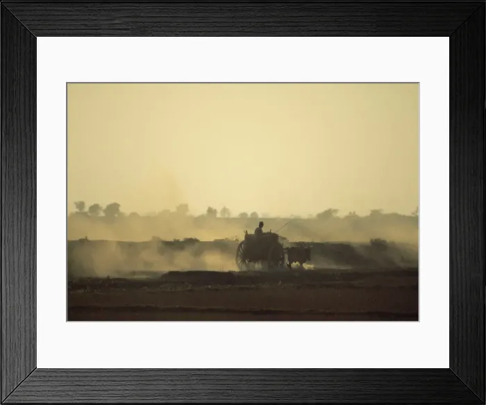 Framed Print : Bullock cart returning home in the evening, near Bago (Pegu), Myanmar (Burma), Asia Framed Print : Bullock cart returning home in the evening, near Bago (Pegu), Myanmar (Burma), Asia