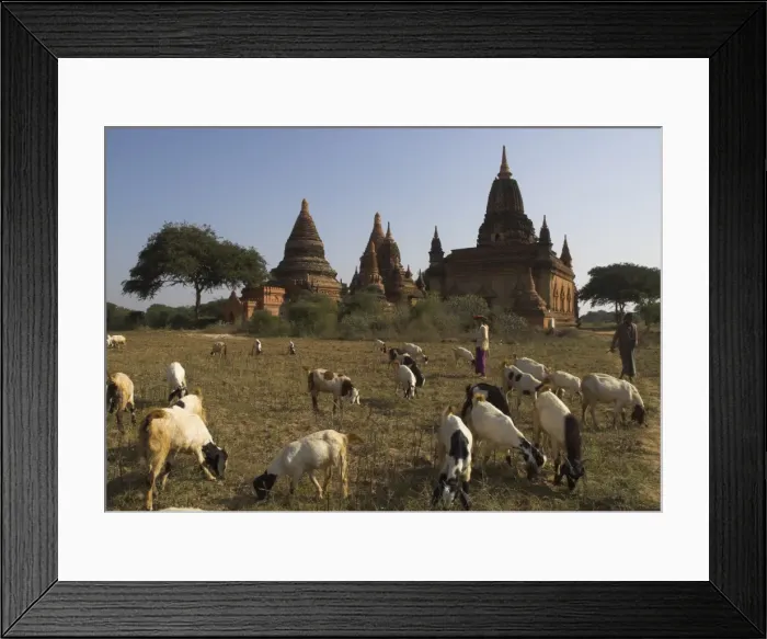 Framed Print : Herd of goats grazing in front of temples in the Bagan (Pagan) archaeological zone Framed Print : Herd of goats grazing in front of temples in the Bagan (Pagan) archaeological zone
