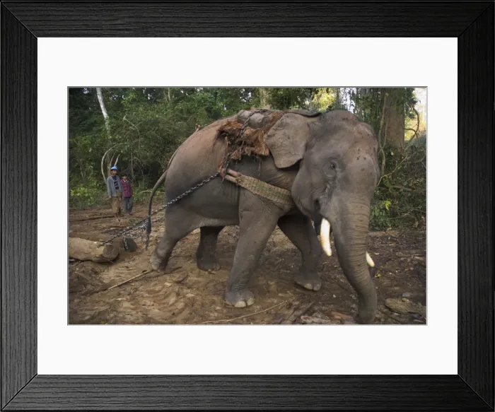 Framed Print : Elephant at work towing two teak logs in forest, near Lebin, Shan State