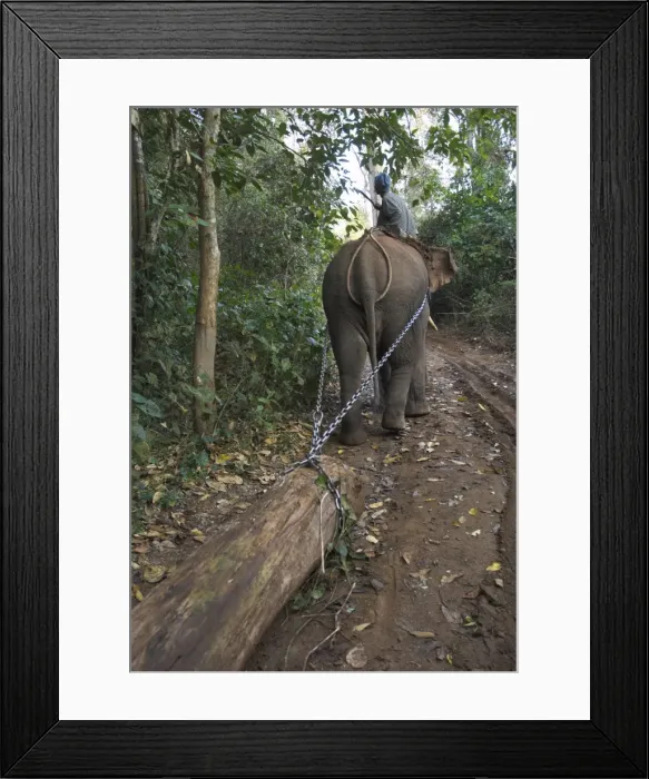 Framed Print : Elephant at work towing teak logs in forest, near Lebin, Shan State, Myanmar (Burma) Framed Print : Elephant at work towing teak logs in forest, near Lebin, Shan State, Myanmar (Burma)