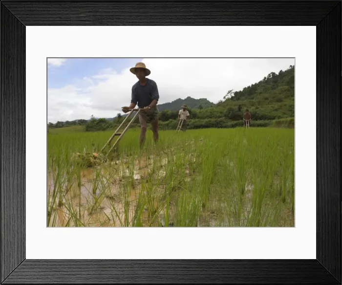 Framed Print : Peasants working in young rice paddies with wooden tools, near village of Mindhaik Framed Print : Peasants working in young rice paddies with wooden tools, near village of Mindhaik