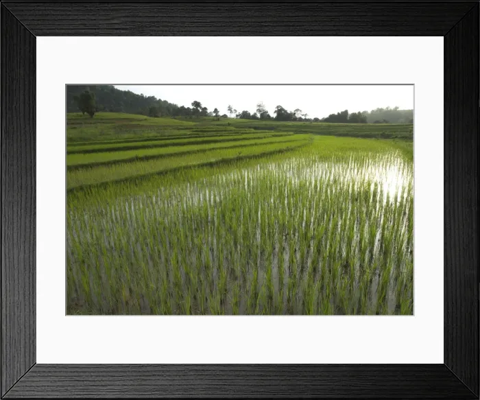 Framed Print : Young rice paddies in terraces in evening sun near village of Poattap Poap Framed Print : Young rice paddies in terraces in evening sun near village of Poattap Poap