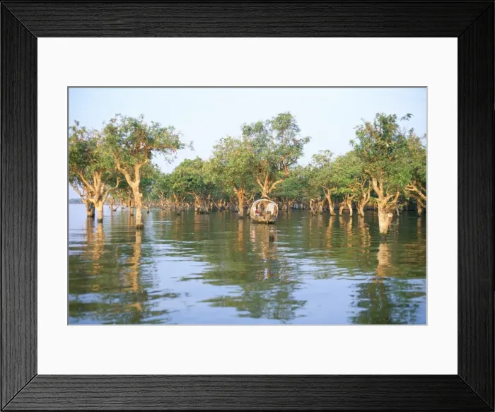 Framed Print : Mangroves at end of Lake Tonle Sap, near Siem Reap, Cambodia, Indochina Framed Print : Mangroves at end of Lake Tonle Sap, near Siem Reap, Cambodia, Indochina