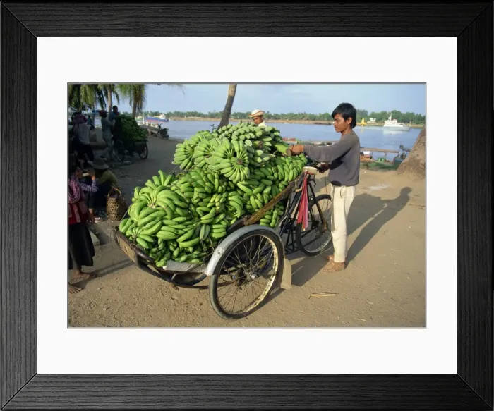 Framed Print : Green bananas being off-loaded at port for transportation by cyclo to market in Cambodia Framed Print : Green bananas being off-loaded at port for transportation by cyclo to market in Cambodia