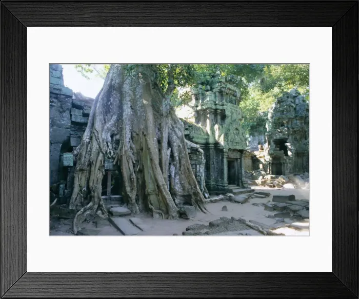 Framed Print : Tree roots growing over ruins at archaeological site, Ta Prohm temple, Angkor Framed Print : Tree roots growing over ruins at archaeological site, Ta Prohm temple, Angkor