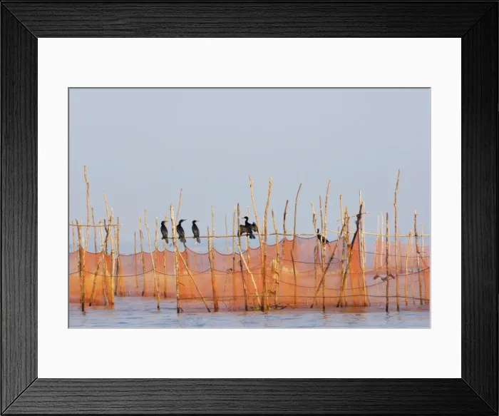 Framed Print : Cormorants and fishing nets, Tonle Sap Lake, Siem Reap, Cambodia, Indochina Framed Print : Cormorants and fishing nets, Tonle Sap Lake, Siem Reap, Cambodia, Indochina