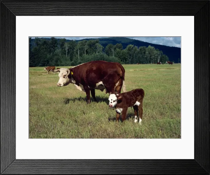 Framed Print : Day old calf, British Columbia, Canada, North America Framed Print : Day old calf, British Columbia, Canada, North America