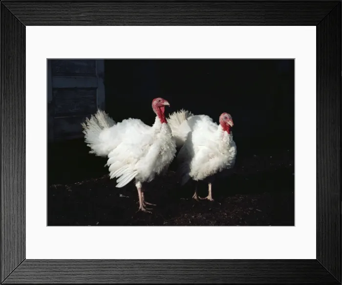 Framed Print : Turkeys, British Columbia, Canada, North America Framed Print : Turkeys, British Columbia, Canada, North America