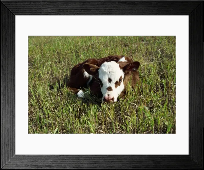 Framed Print : Day old calf, British Columbia, Canada, North America Framed Print : Day old calf, British Columbia, Canada, North America