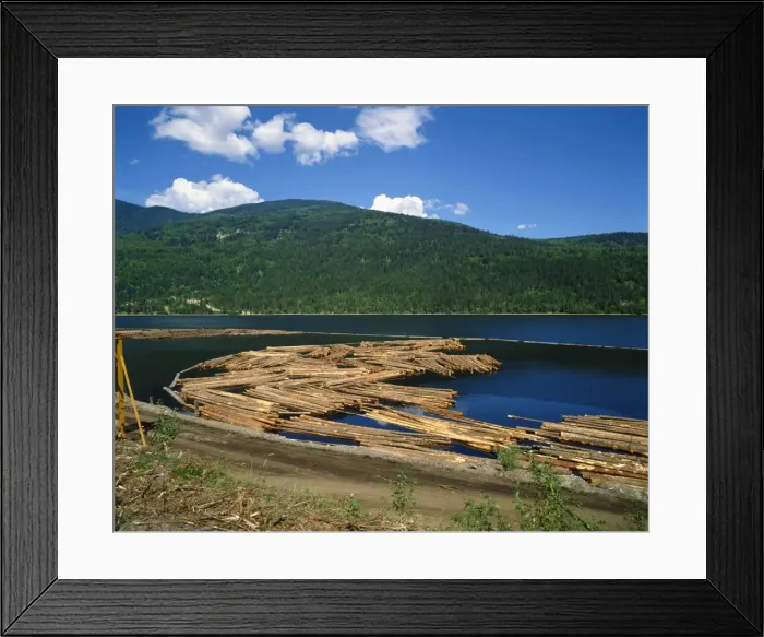 Framed Print : Logs awaiting processing near Chase, British Columbia, Canada, North America Framed Print : Logs awaiting processing near Chase, British Columbia, Canada, North America