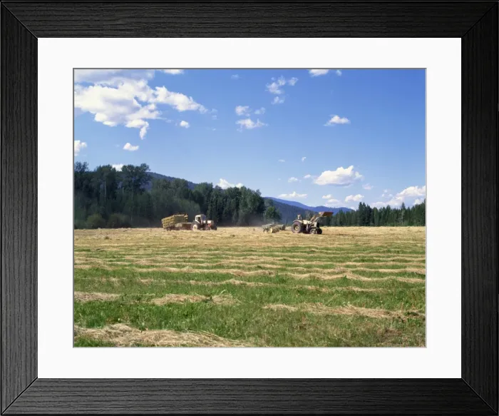 Framed Print : Haymaking, British Columbia, Canada, North America Framed Print : Haymaking, British Columbia, Canada, North America