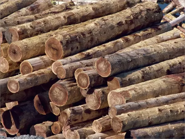 Logs awaiting processing at mill, British Columbia, Canada, North America