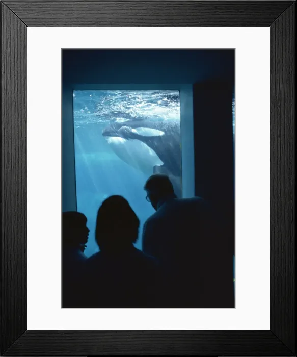 Framed Print : Family watching killer whales, Vancouver Aquarium, British Columbia, Canada
