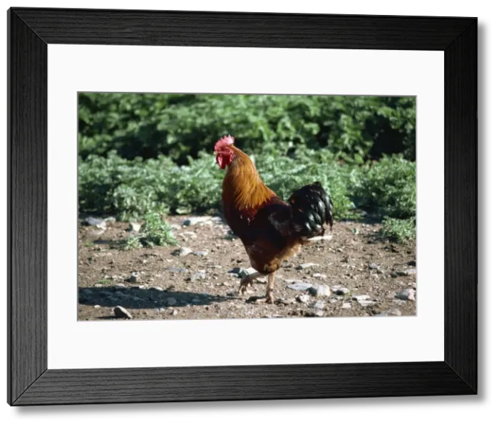 Framed Print : Chickens, British Columbia, Canada, North America Framed Print : Chickens, British Columbia, Canada, North America