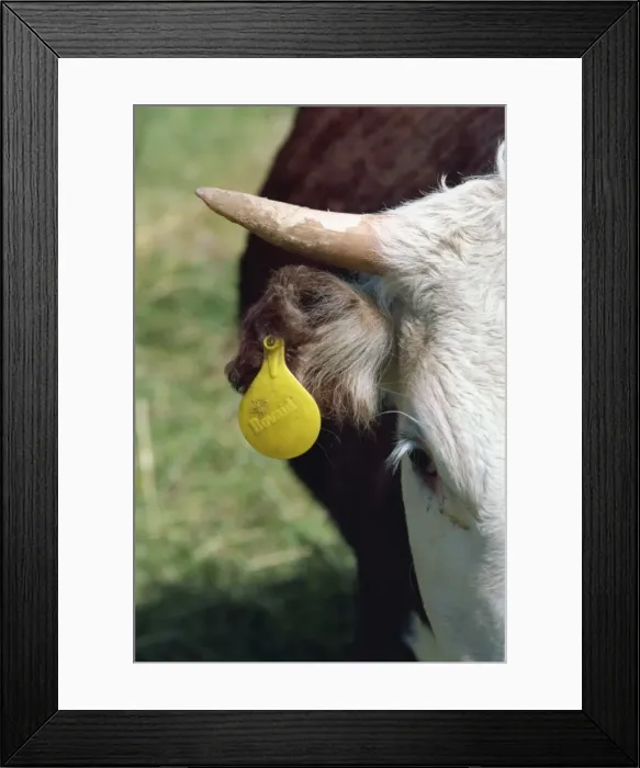 Framed Print : Tag in cows ear, British Columbia, Canada, North America Framed Print : Tag in cows ear, British Columbia, Canada, North America