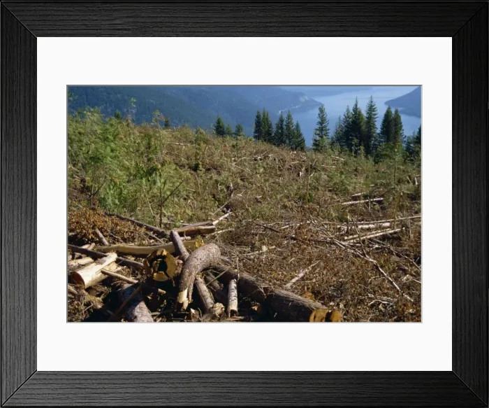 Framed Print : Logged areas, British Columbia, Canada, North America Framed Print : Logged areas, British Columbia, Canada, North America