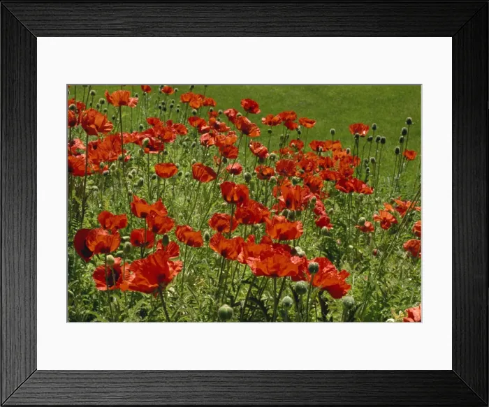 Framed Print : Poppies near Lake Louise, Rocky Mountains, Alberta, Canada, North America Framed Print : Poppies near Lake Louise, Rocky Mountains, Alberta, Canada, North America