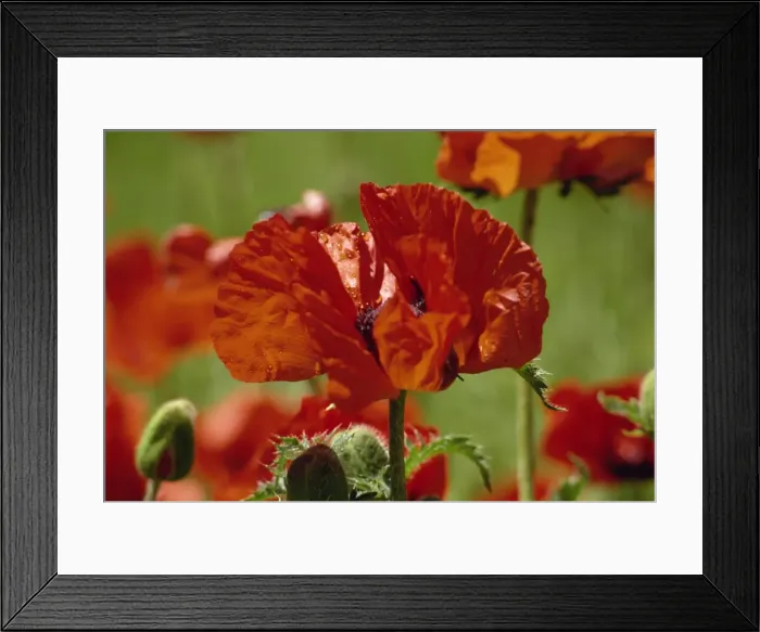 Framed Print : Poppies near Lake Louise, Rocky Mountains, Alberta, Canada, North America Framed Print : Poppies near Lake Louise, Rocky Mountains, Alberta, Canada, North America