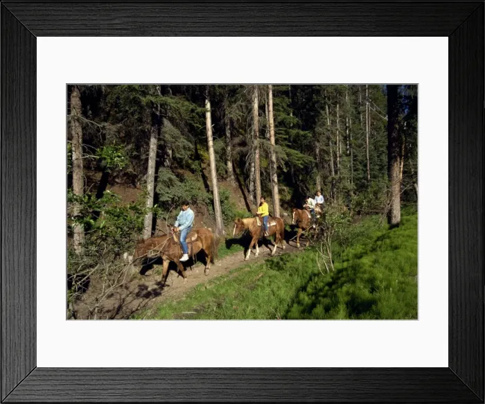 Framed Print : Japanese tourists horse riding, Banff National Park, UNESCO World Heritage Site Framed Print : Japanese tourists horse riding, Banff National Park, UNESCO World Heritage Site