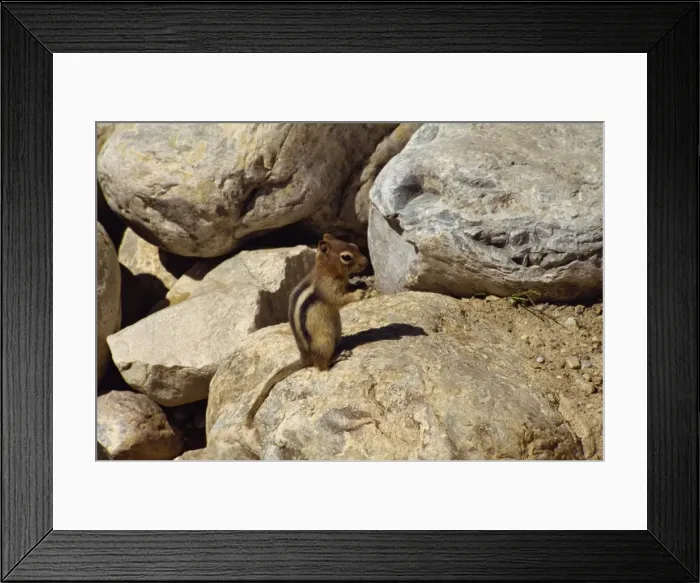 Framed Print : Small mammal at Lake Louise in the Rocky Mountains, Alberta, Canada, North America Framed Print : Small mammal at Lake Louise in the Rocky Mountains, Alberta, Canada, North America