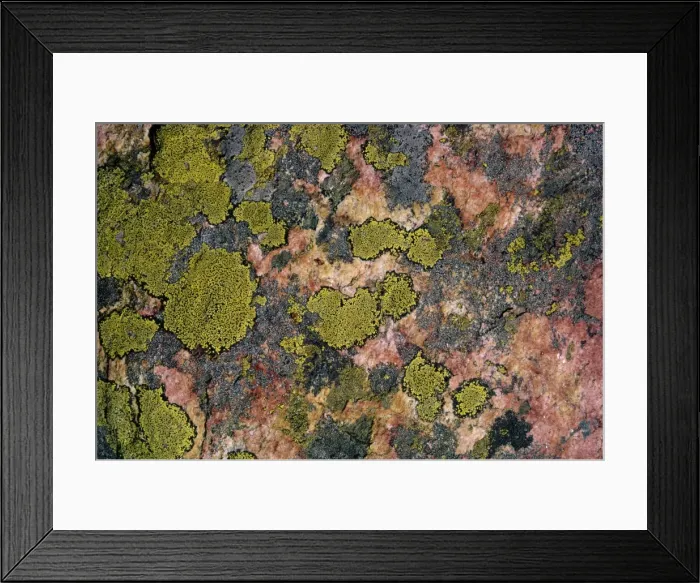 Framed Print : Moss, British Columbia, Canada, North America Framed Print : Moss, British Columbia, Canada, North America