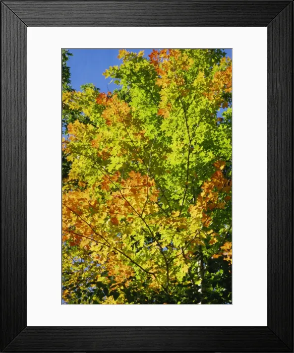 Framed Print : Fall foliage, Canada, North America Framed Print : Fall foliage, Canada, North America