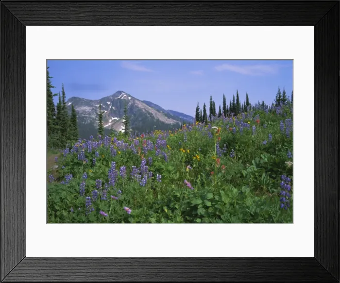 Framed Print : Flower meadow, Mount Revelstoke National Park, Rocky Mountains, British Columbia (B Framed Print : Flower meadow, Mount Revelstoke National Park, Rocky Mountains, British Columbia (B