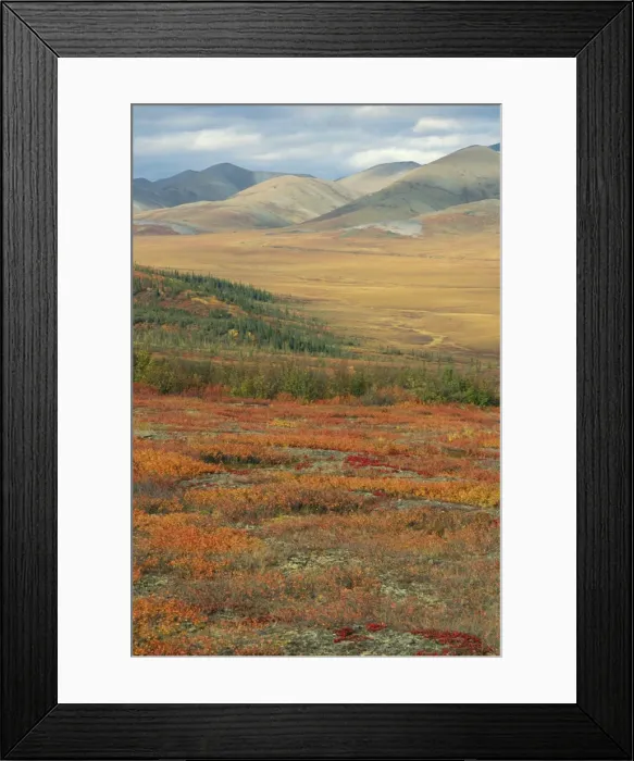 Framed Print : Autumnal hues in landscape of the Richardson Mountains, Yukon, Canada Framed Print : Autumnal hues in landscape of the Richardson Mountains, Yukon, Canada