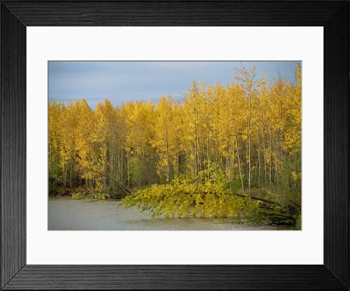 Framed Print : Lakeside birch trees in autumn, Ogilvie Mountains, Yukon, Canada, North America Framed Print : Lakeside birch trees in autumn, Ogilvie Mountains, Yukon, Canada, North America