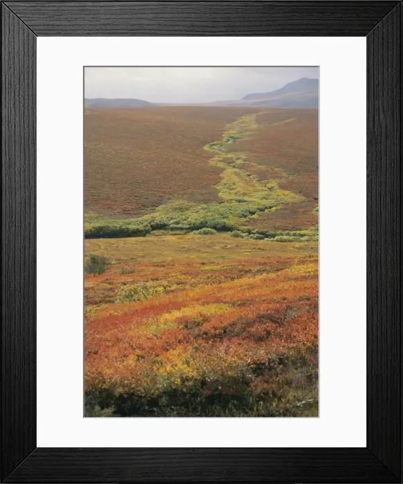 Framed Print : Tundra in September including red patches of dwarf birch, Richardson Mountains Framed Print : Tundra in September including red patches of dwarf birch, Richardson Mountains