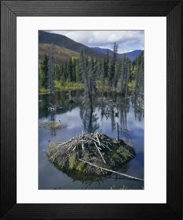 Framed Print : Beaver lodge in dammed pond, Ogilvie Mountains, Yukon, Canada, North America Framed Print : Beaver lodge in dammed pond, Ogilvie Mountains, Yukon, Canada, North America