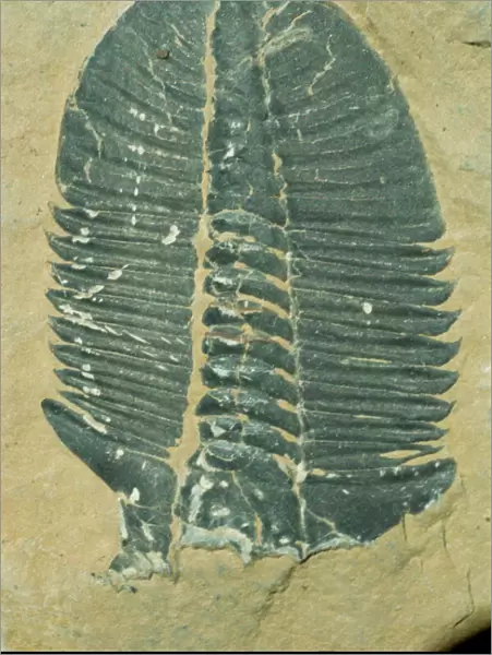 Fossils, Ogygiopsis klotzi, trilobite 50mm long, Lower Cambrian Stephen Formation