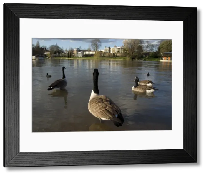 Framed Print : River Thames with geese, Molesey, Surrey, England, United Kingdom, Europe Framed Print : River Thames with geese, Molesey, Surrey, England, United Kingdom, Europe