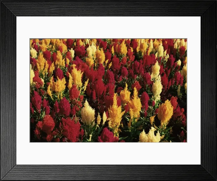 Framed Print : Close-up of colourful flowers of Celosia argentea, Victoria, Vancouver Island Framed Print : Close-up of colourful flowers of Celosia argentea, Victoria, Vancouver Island