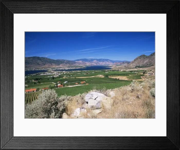 Framed Print : View westwards over vineyards to the town on an isthmus in Osoyoos Lake Framed Print : View westwards over vineyards to the town on an isthmus in Osoyoos Lake