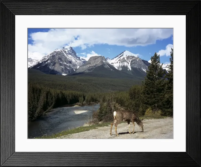 Framed Print : Mule deer (Odocoileus hemionus), Bow Valley Parkway by the Bow River, near Lake Louise Framed Print : Mule deer (Odocoileus hemionus), Bow Valley Parkway by the Bow River, near Lake Louise