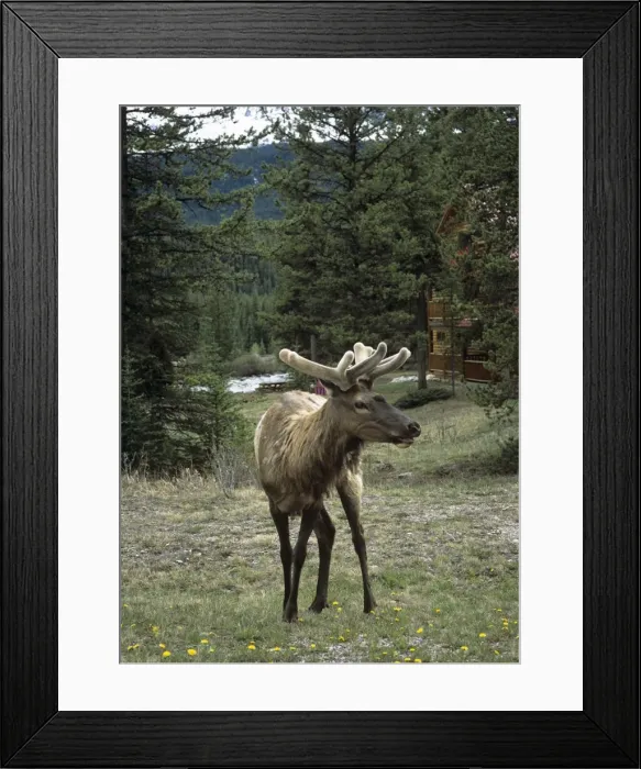 Framed Print : Elk or wapiti (Cervus elaphus), Bow Valley Parkway, near Lake Louise, Banff National Park Framed Print : Elk or wapiti (Cervus elaphus), Bow Valley Parkway, near Lake Louise, Banff National Park