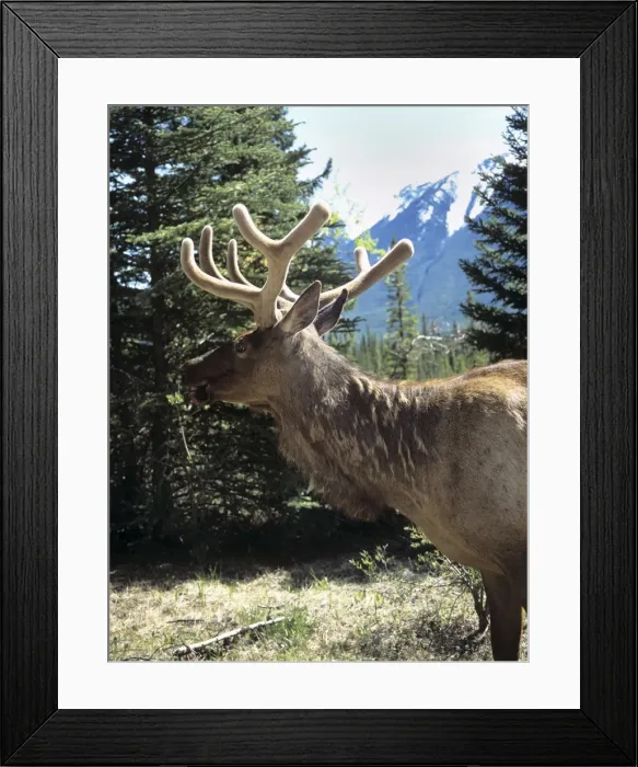 Framed Print : Elk or wapiti (Cervus elaphus), Bow Valley Parkway, Banff National Park Framed Print : Elk or wapiti (Cervus elaphus), Bow Valley Parkway, Banff National Park