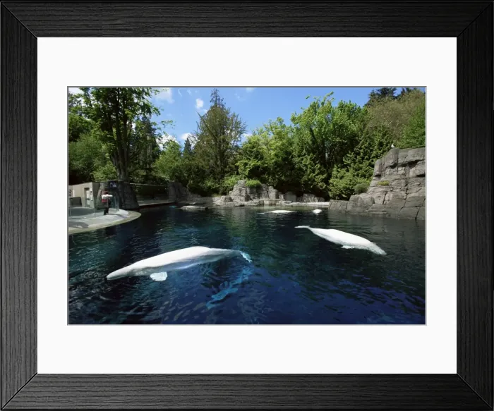 Framed Print : White whale at the Aquarium, Vancouver, British Columbia, Canada, North America Framed Print : White whale at the Aquarium, Vancouver, British Columbia, Canada, North America
