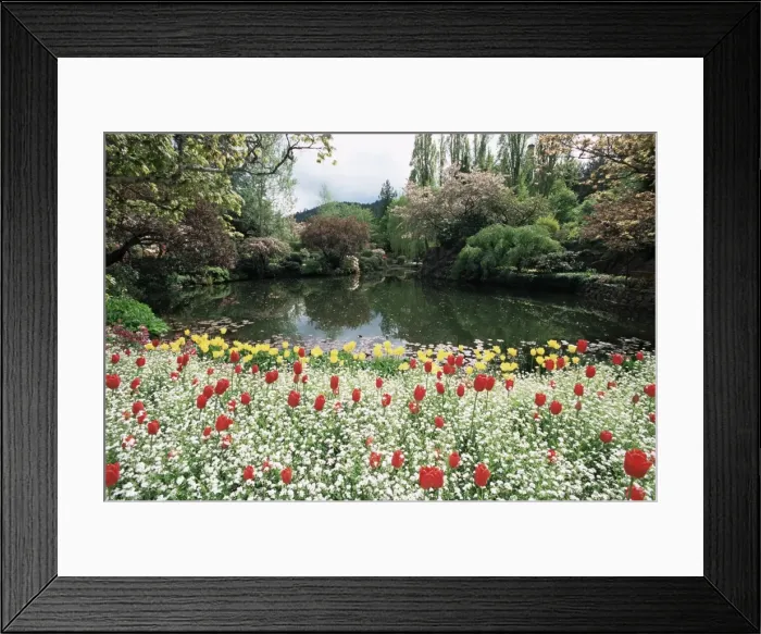Framed Print : Tulips in the Butchart Gardens, Vancouver Island, Canada, British Columbia, North America Framed Print : Tulips in the Butchart Gardens, Vancouver Island, Canada, British Columbia, North America
