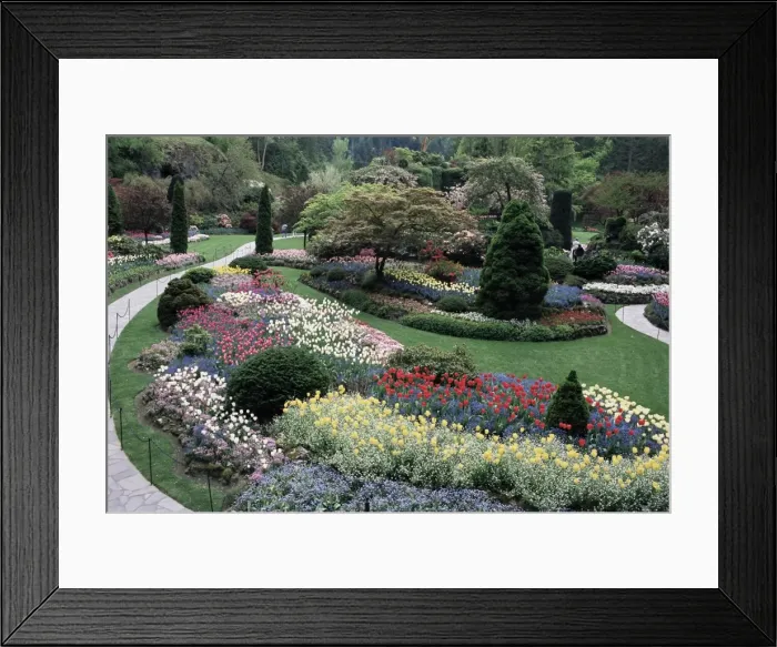 Framed Print : Tulips in the Butchart Gardens, Vancouver Island, Canada, British Columbia, North America Framed Print : Tulips in the Butchart Gardens, Vancouver Island, Canada, British Columbia, North America