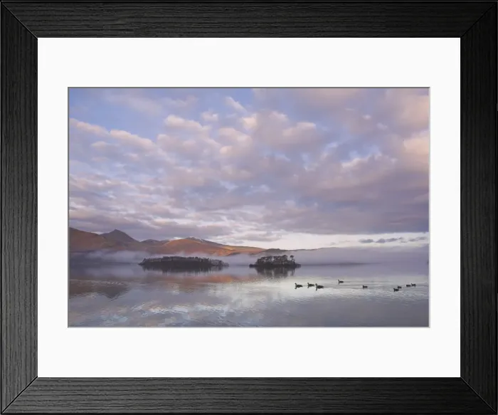 Framed Print : Canada geese, Derwent Water, Lake District National Park, Cumbria, England Framed Print : Canada geese, Derwent Water, Lake District National Park, Cumbria, England