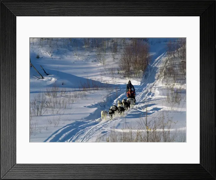 Framed Print : Dog sleigh, province of Quebec, Canada, North America Framed Print : Dog sleigh, province of Quebec, Canada, North America