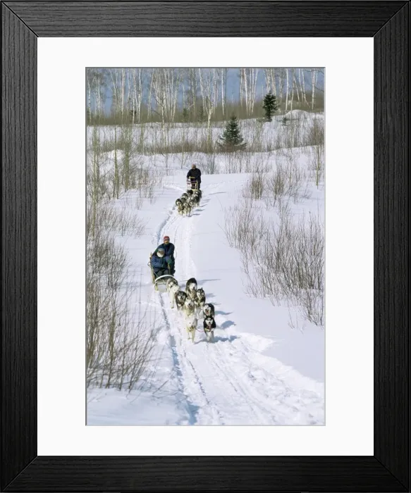 Framed Print : Dog sleighs, province of Quebec, Canada, North America Framed Print : Dog sleighs, province of Quebec, Canada, North America